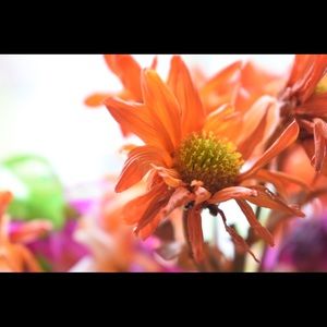 Meet your Posher, Kyra